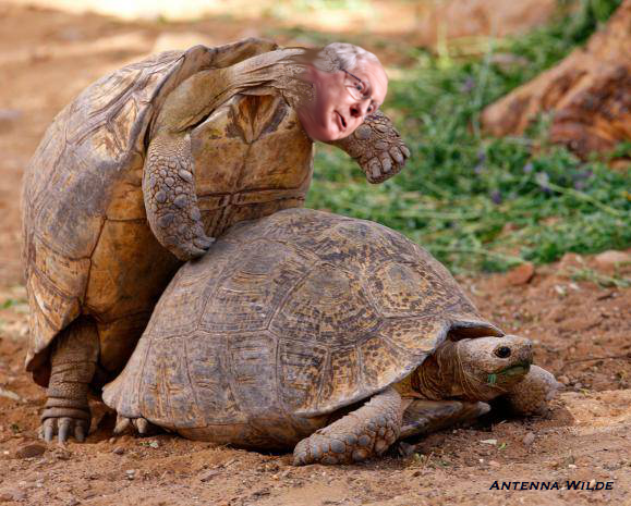 mcconnell-turtle-fuck1